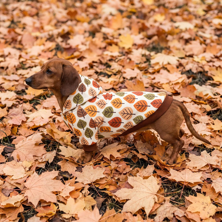 Dachshund standing on leaf piles with a hooded dog sweatshirt design in leaves prints