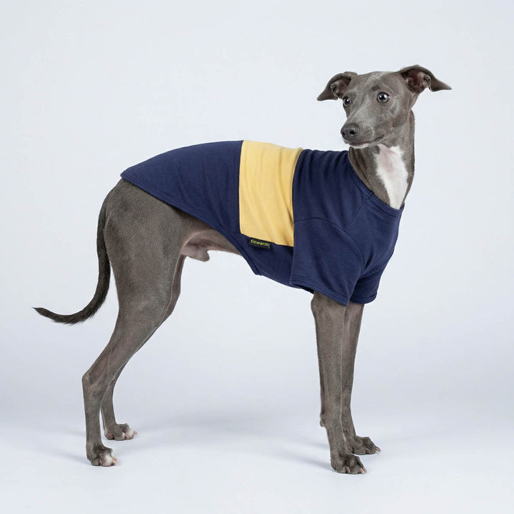Italian Greyhound wearing a navy and yellow dog summer shirt on a white background