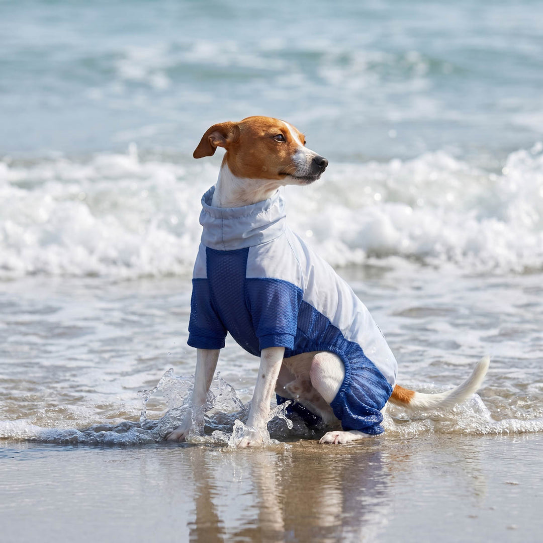 Small dog wearing a UPF 50+ dog jumpsuit in a seaside background