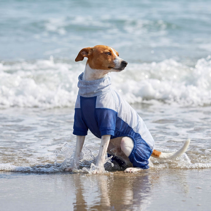 Small dog wearing a UPF 50+ dog jumpsuit in a seaside background