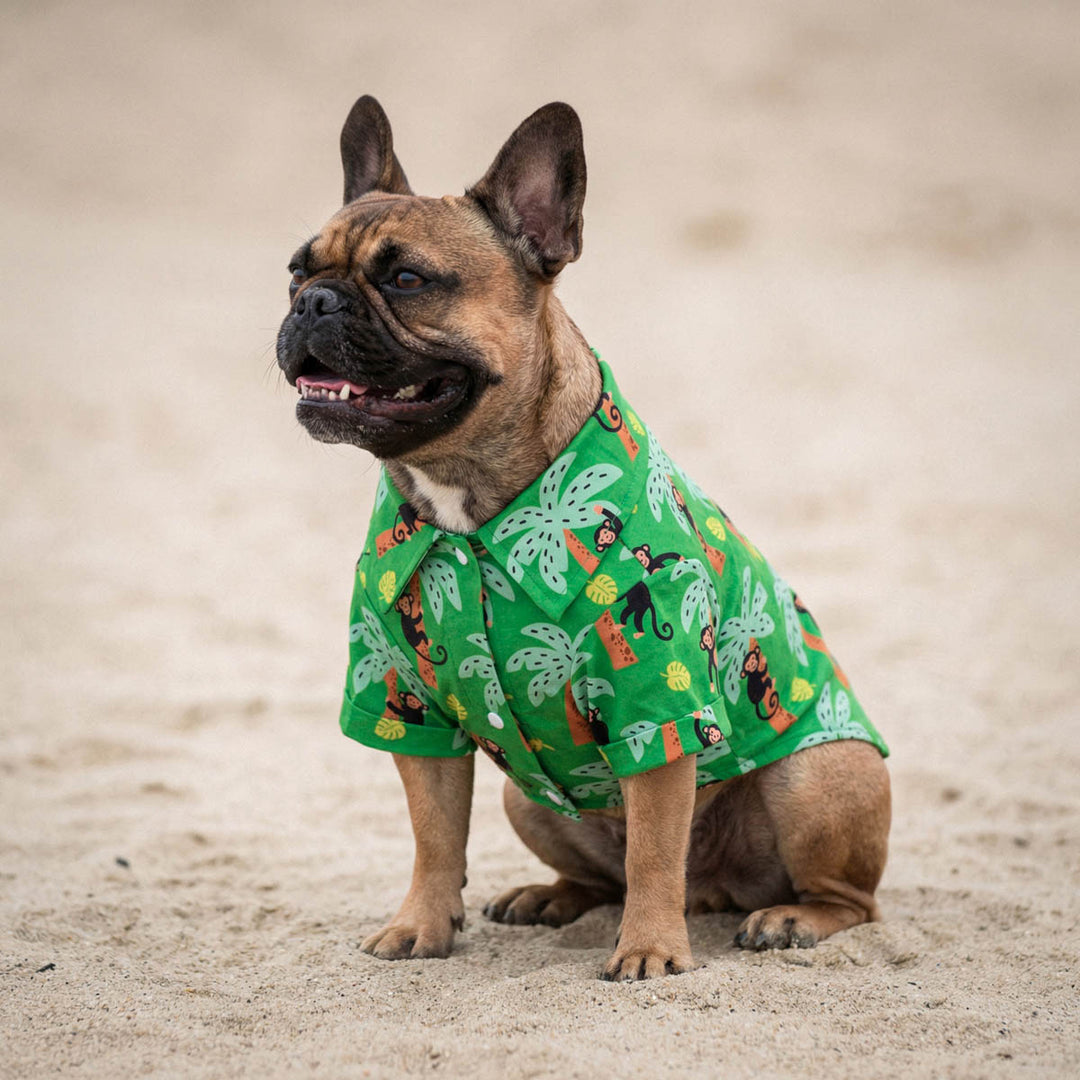 French Bulldog sitting on the beach with a collar neck shirt for dogs in monkey and palm tree prints