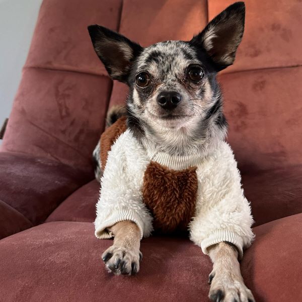 Chihuahua wearing a white fleece sweater with a brown heart accent, cozy fall and winter apparel.