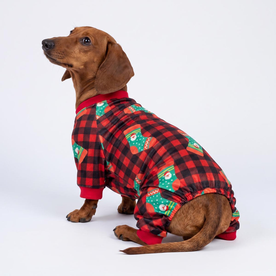 Dachshund wearing a red and black plaid Christmas pajama for dogs with green stocking patterns