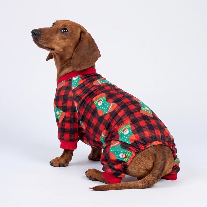 Dachshund wearing a red and black plaid Christmas pajama for dogs with green stocking patterns