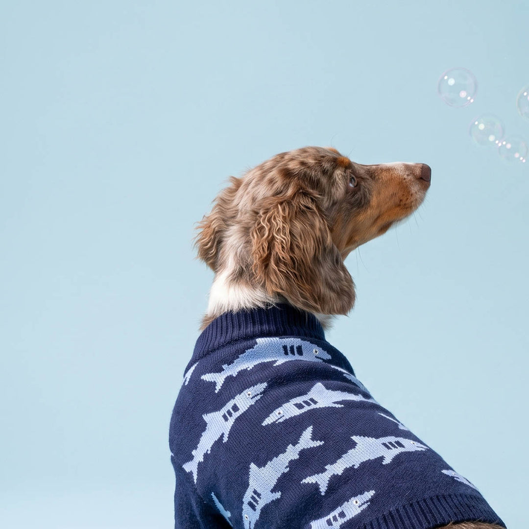 Dachshund wearing a navy blue knit sweater for dogs with a white shark pattern, looking up at floating bubbles