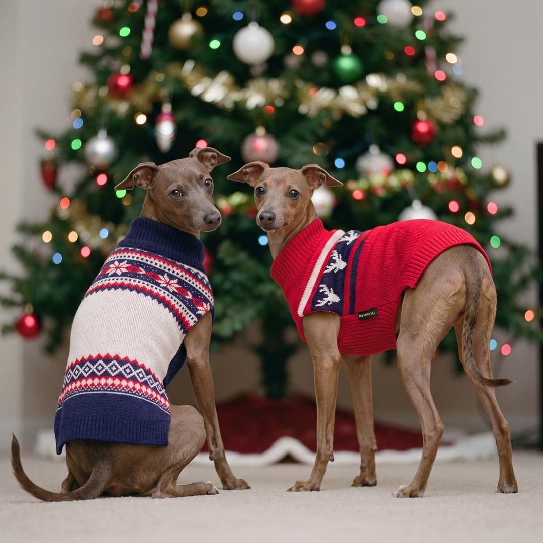 Two Italian Greyhounds wearing dog Christmas sweaters pose in front of a decorated Christmas tree