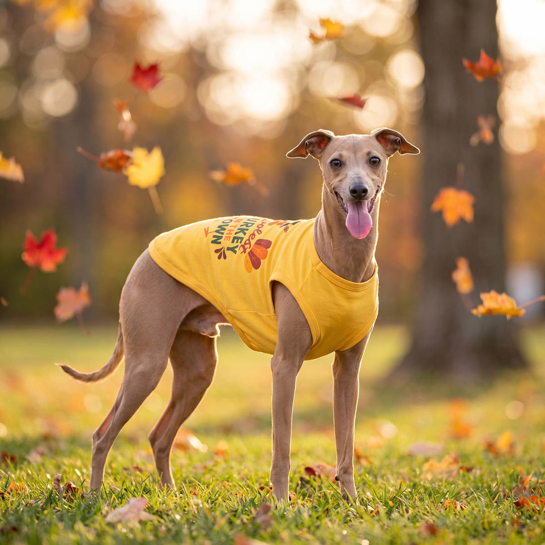 Italian Greyhound standing on grass in an autumn park, wearing a bright yellow shirt for dogs with turkey graphics