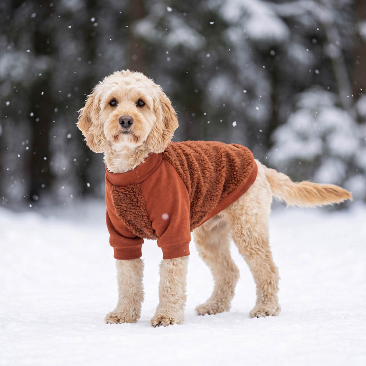 Small dog wearing a fuzzy sweater for dogs and standing outdoors