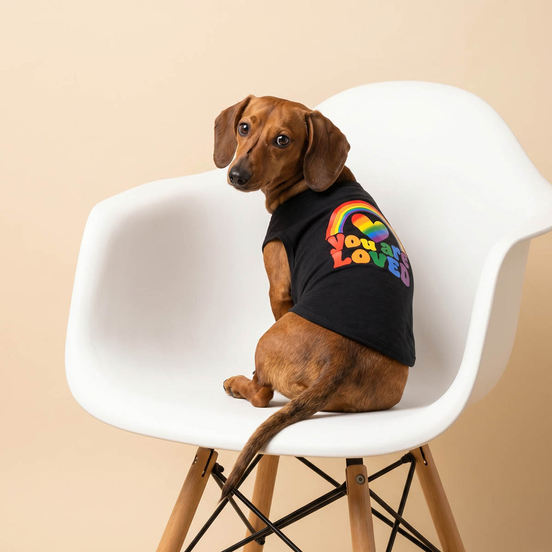 Dog wearing a black dog t-shirt with colorful text on a white chair against a beige background