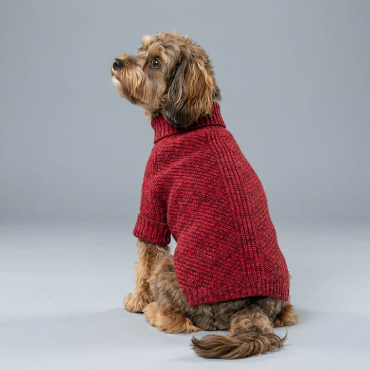 Curly haired dog wearing a red knitted sweater for dogs on a studio background