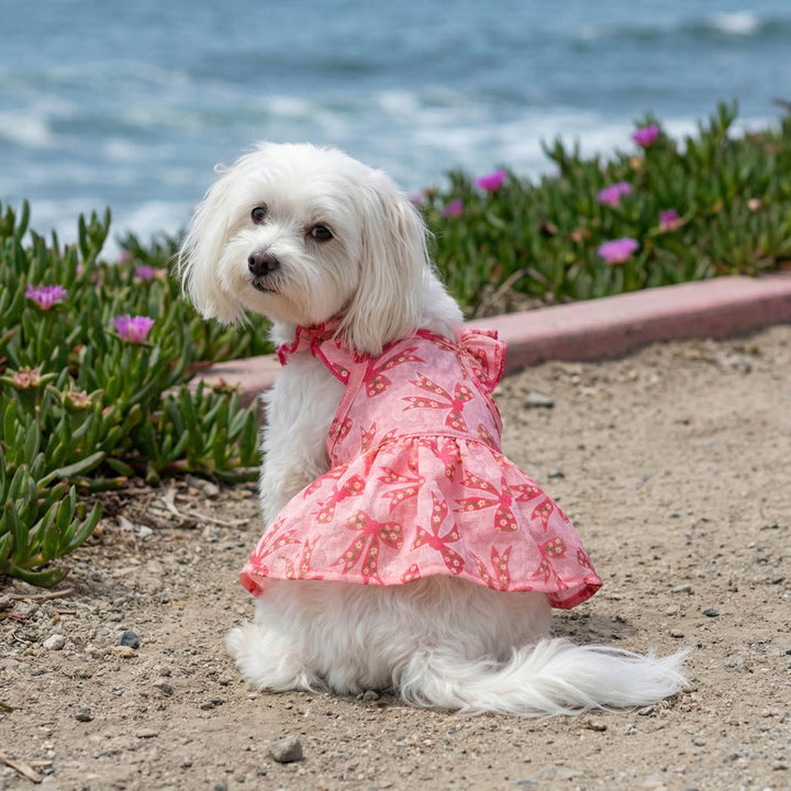 Small dog looks back in a pink bowknot dress for dogs
