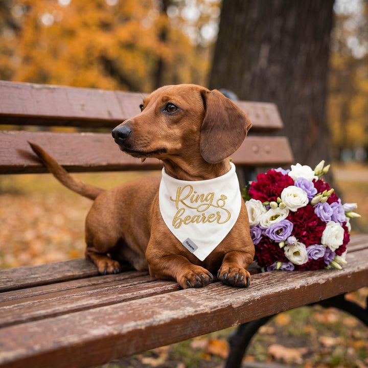Dachshund wearing a 'Ring Bearer' dog bandana on a wooden bench with flowers in an autumn setting