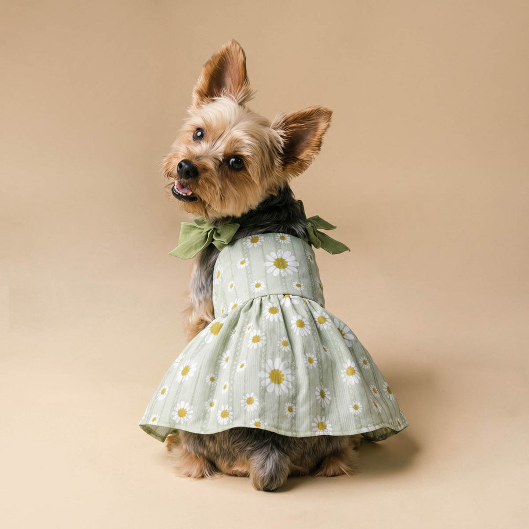 Back view of Yorkie in a dog summer dress in cute daisy prints