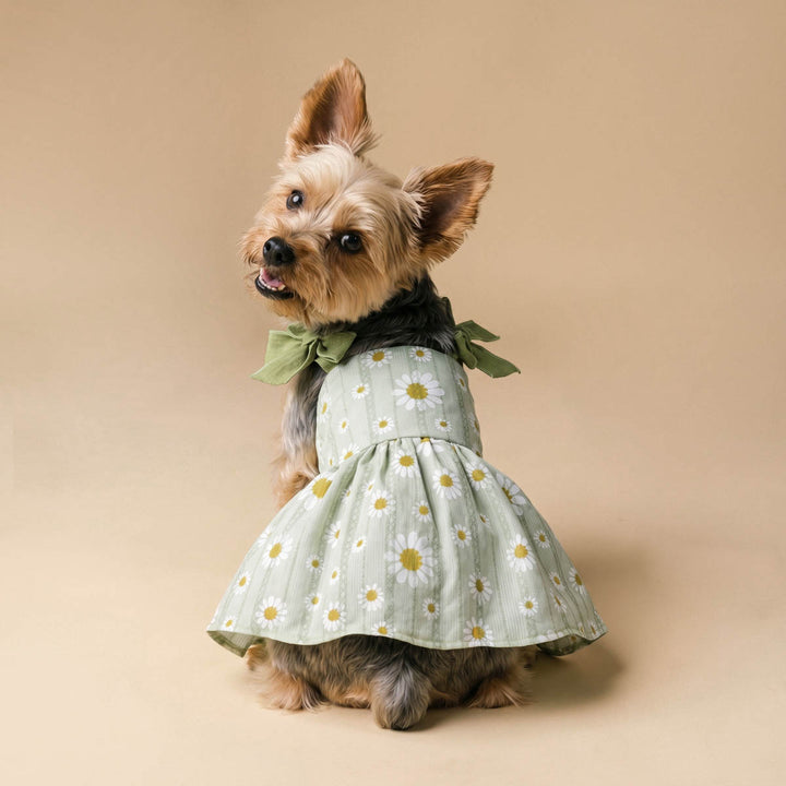 Back view of Yorkie in a dog summer dress in cute daisy prints