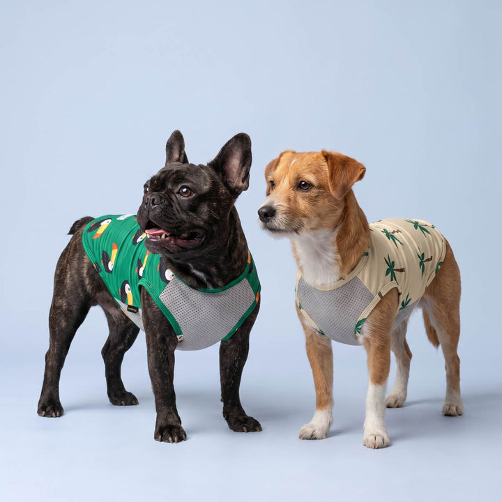 Two dogs standing in a blue background with a UPF 50+ sun protection shirt for dogs