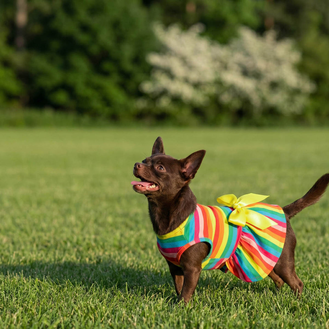 Chihuahua wearing a colorful striped dog dress with yellow bow on a grassy field