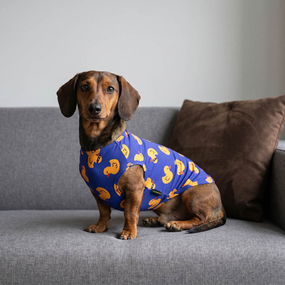 Dachshund wearing a summer dog tank top with funny duck prints on the sofa