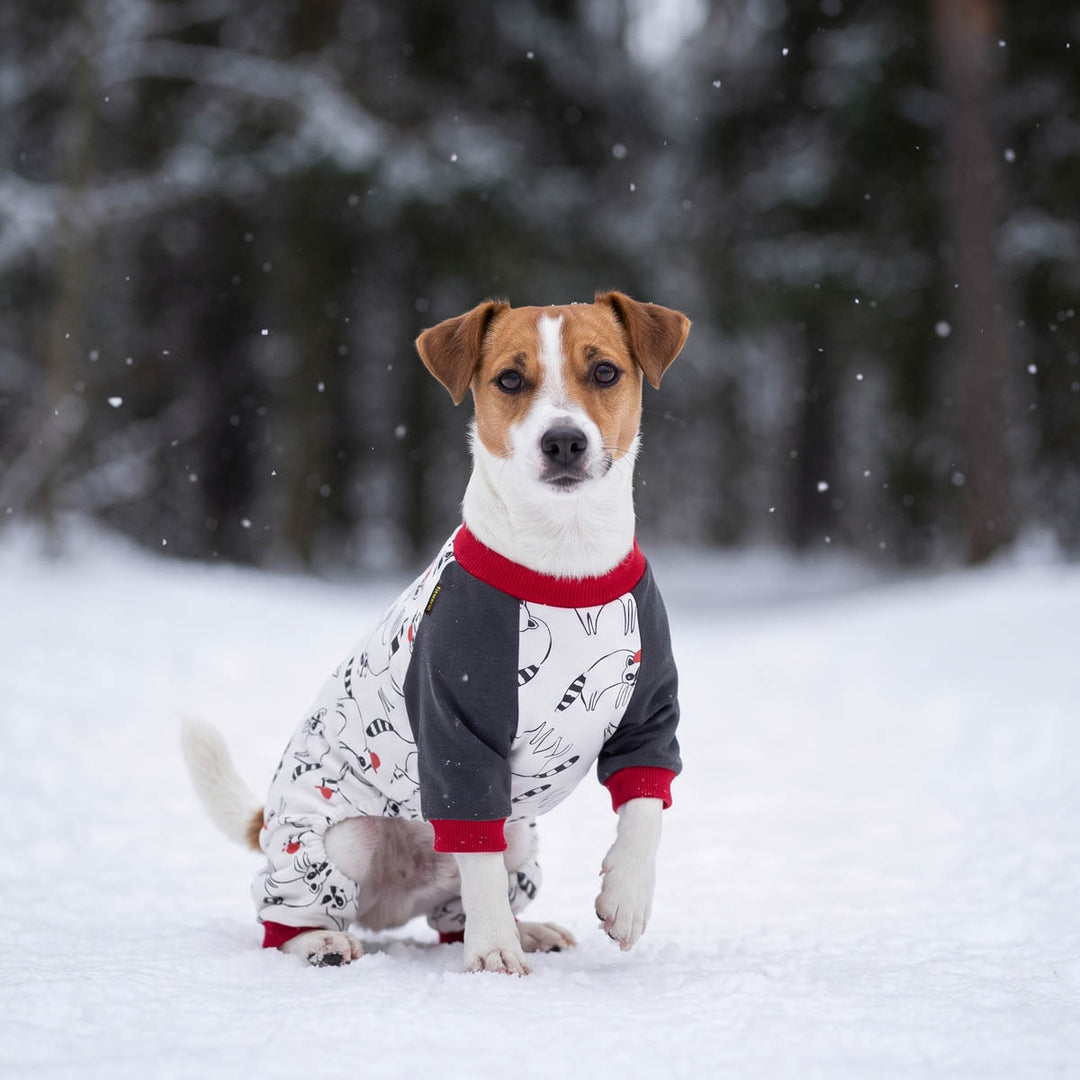 Jack Russell sitting on the snow with cozy dog onesie in raccoon prints