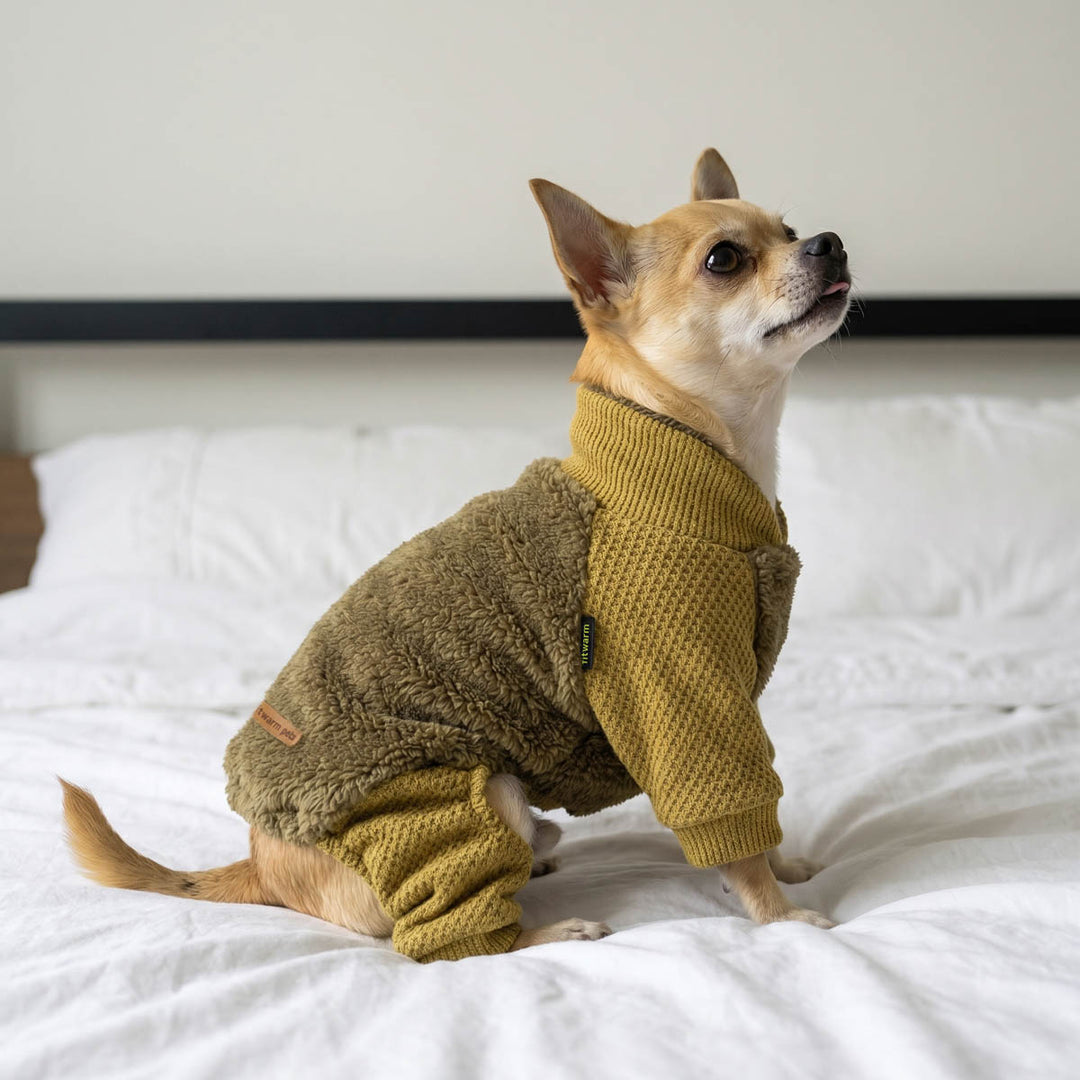 Chihuahua wearing a collared neck pajamas for dogs and sitting on the bed