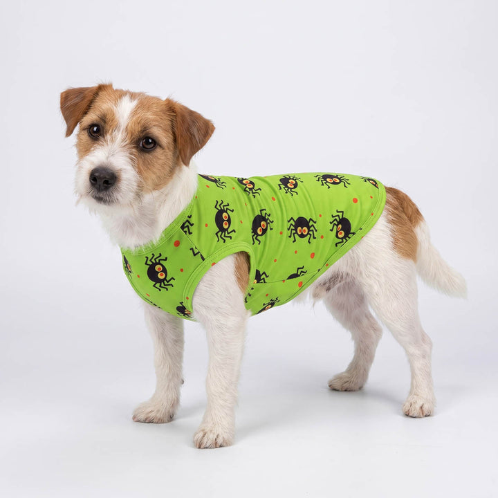 Small brown and white dog wearing a bright lime green Halloween shirt for dogs with a black spider print