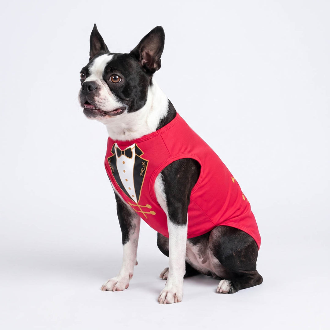 Boston Terrier sitting on a white background with a Halloween costume for dogs
