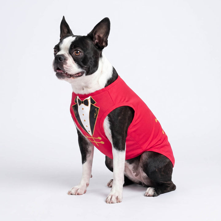Boston Terrier sitting on a white background with a Halloween costume for dogs