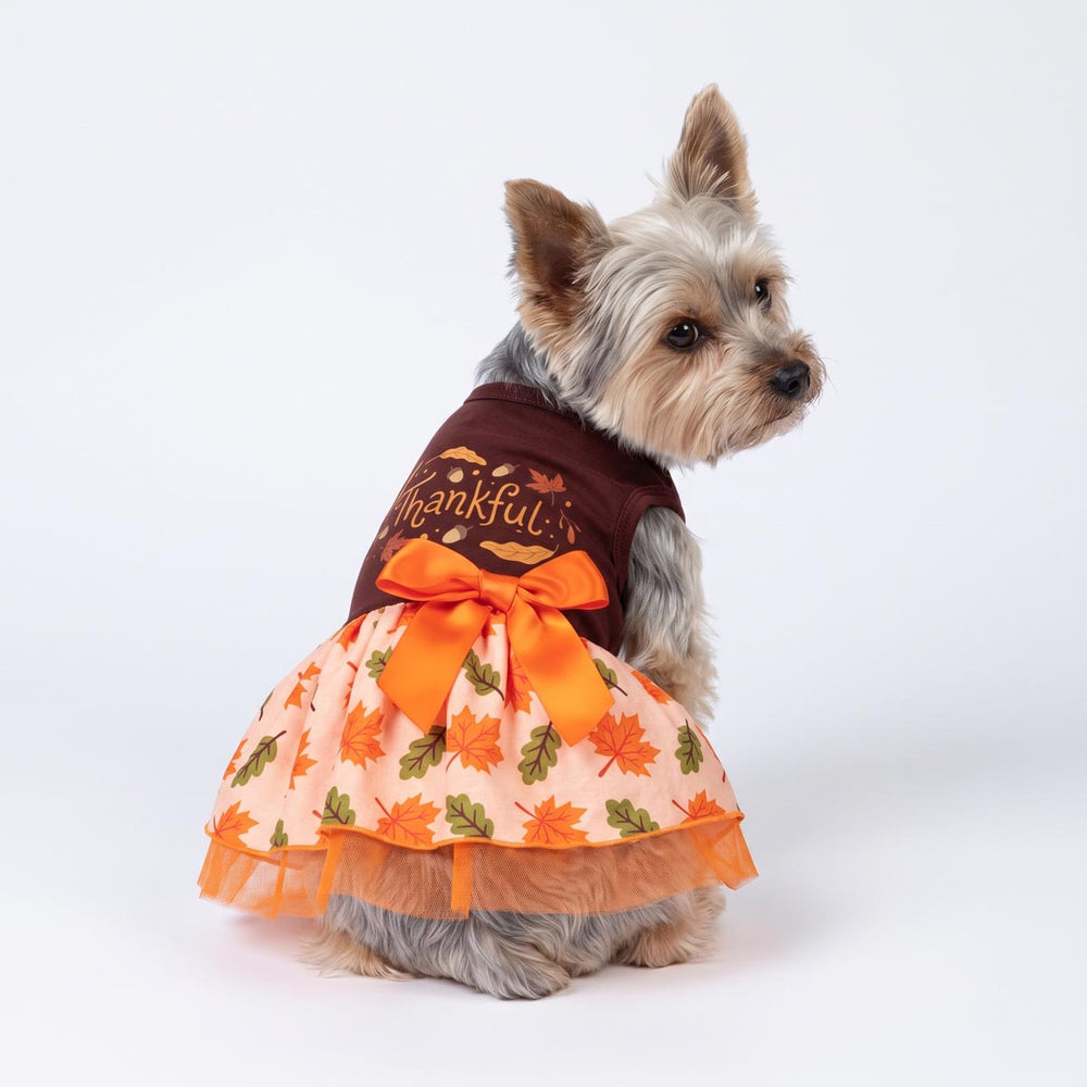 Back view of Yorkie wearing a dog Thanksgiving dress with maple prints and 'Thanksful' lettering