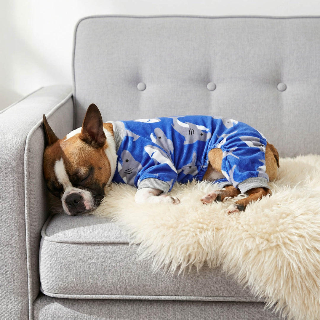 Small dog sleeping on the couch with cozy pajamas for dogs with shark prints