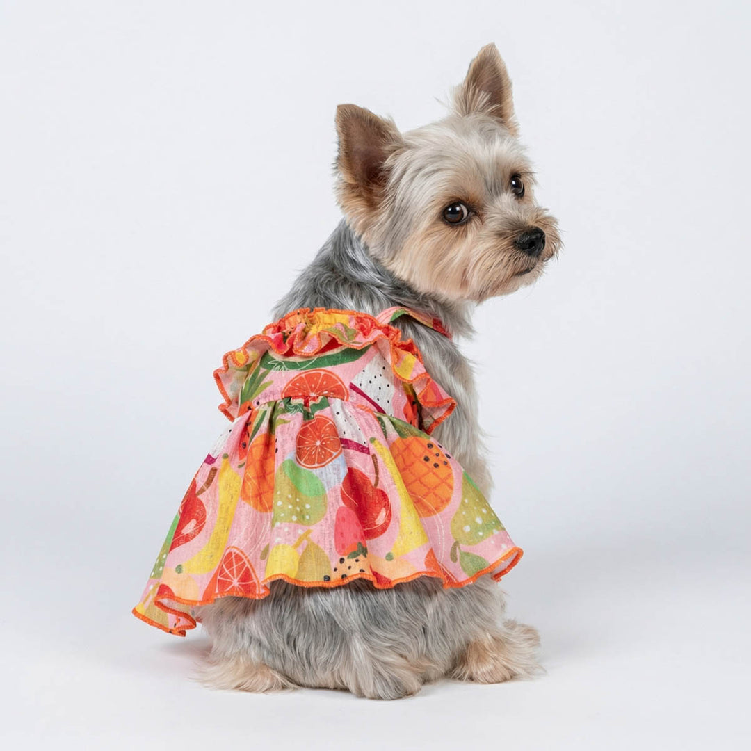 Back view of Yorkie wearing a ruffle dog dress with fruit prints