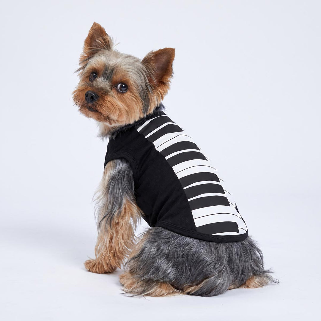 Yorkie wearing a piano dog costume on a white background