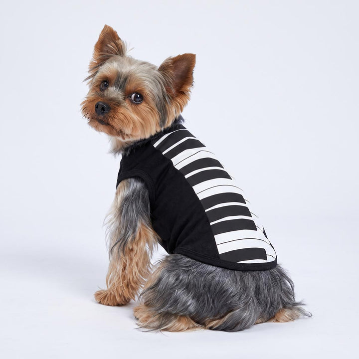 Yorkie wearing a piano dog costume on a white background