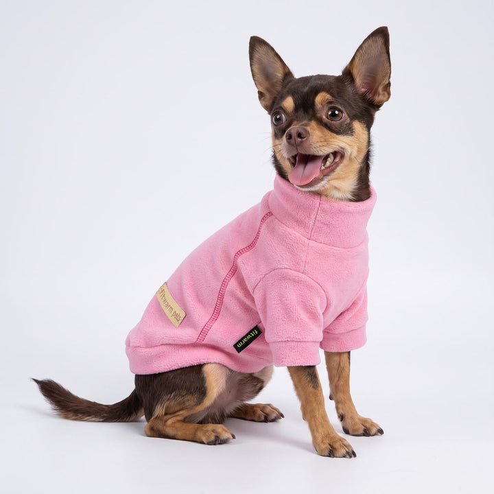 Chihuahua wearing a cozy dog turtleneck sweater on a white background