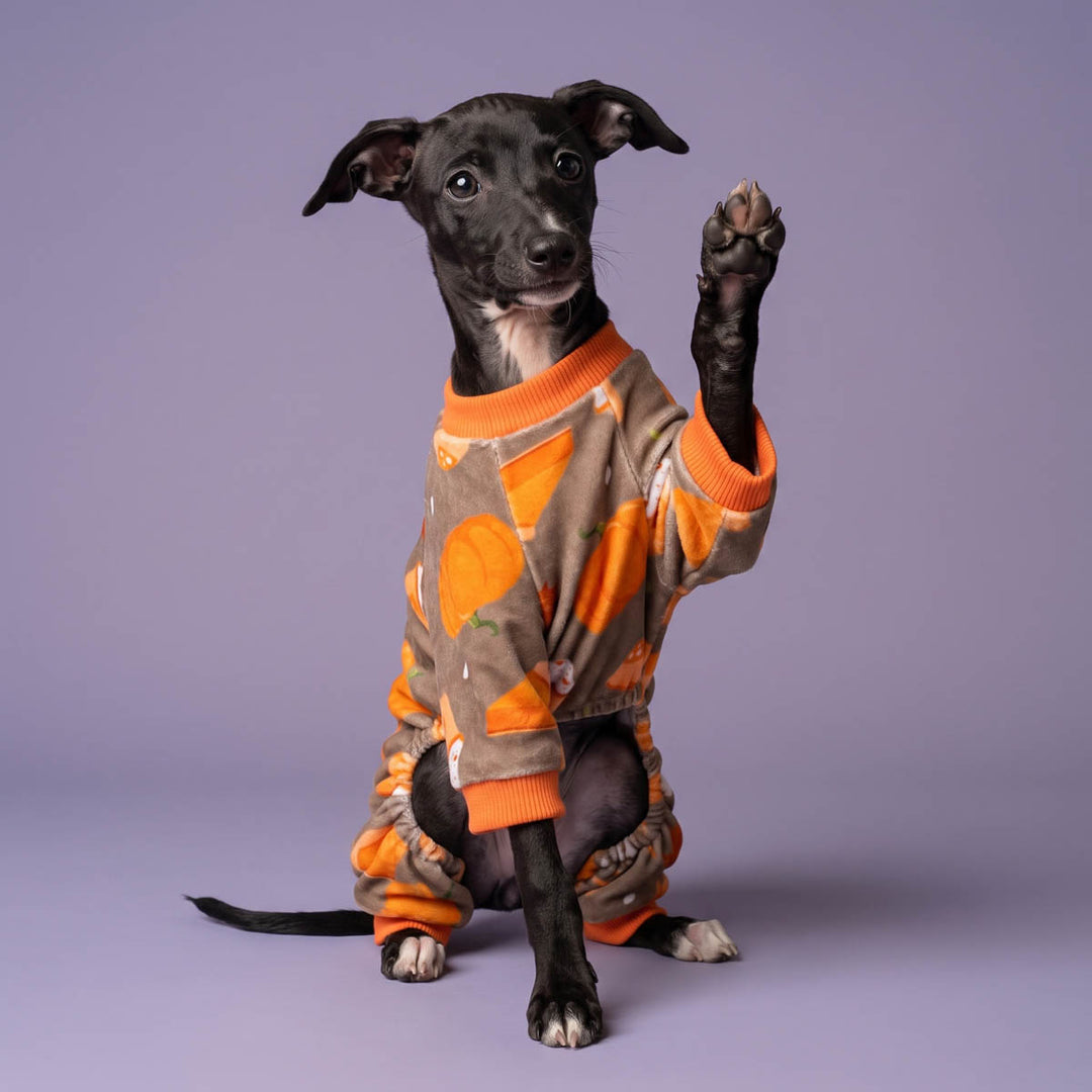 Small black dog wearing pumpkin pie patterned pajamas for dogs, sitting on a lavender studio background with one paw raised