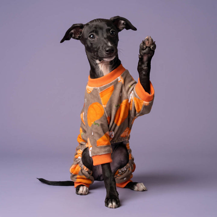 Small black dog wearing pumpkin pie patterned pajamas for dogs, sitting on a lavender studio background with one paw raised