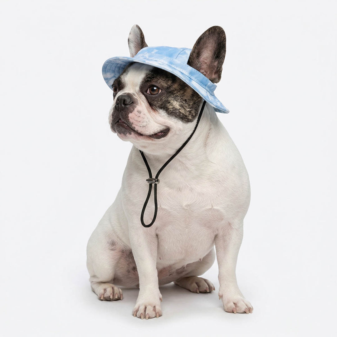 Dog wearing a blue cap on a white background