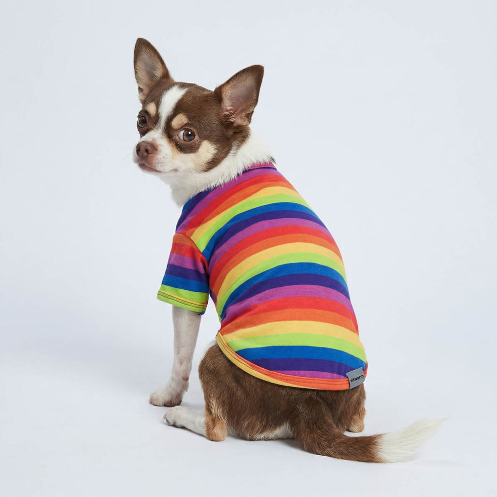 Chihuahua wearing a colorful striped dog tshirt and looking back