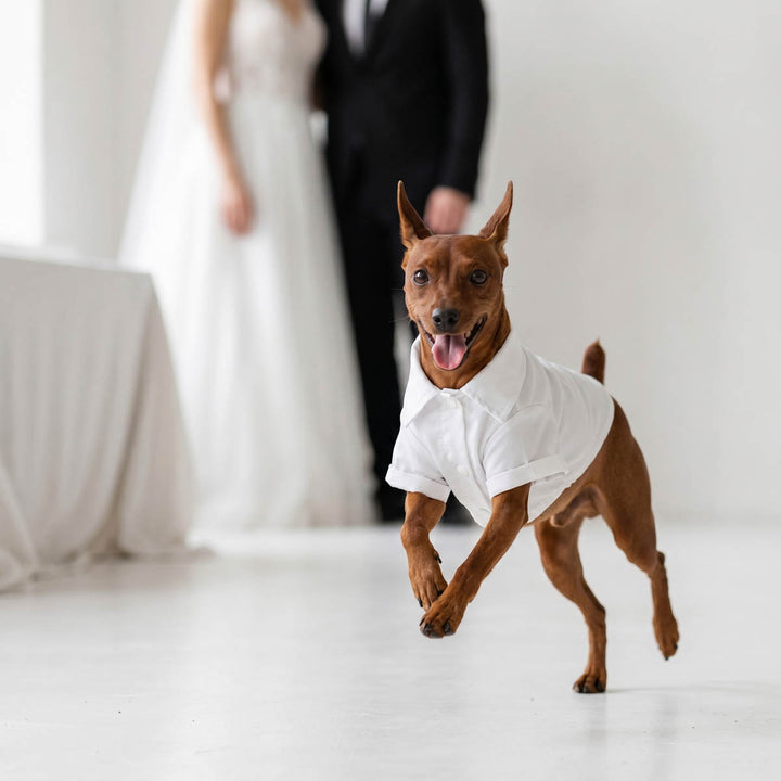 Dog wearing a white dog t shirt running on a light-colored floor