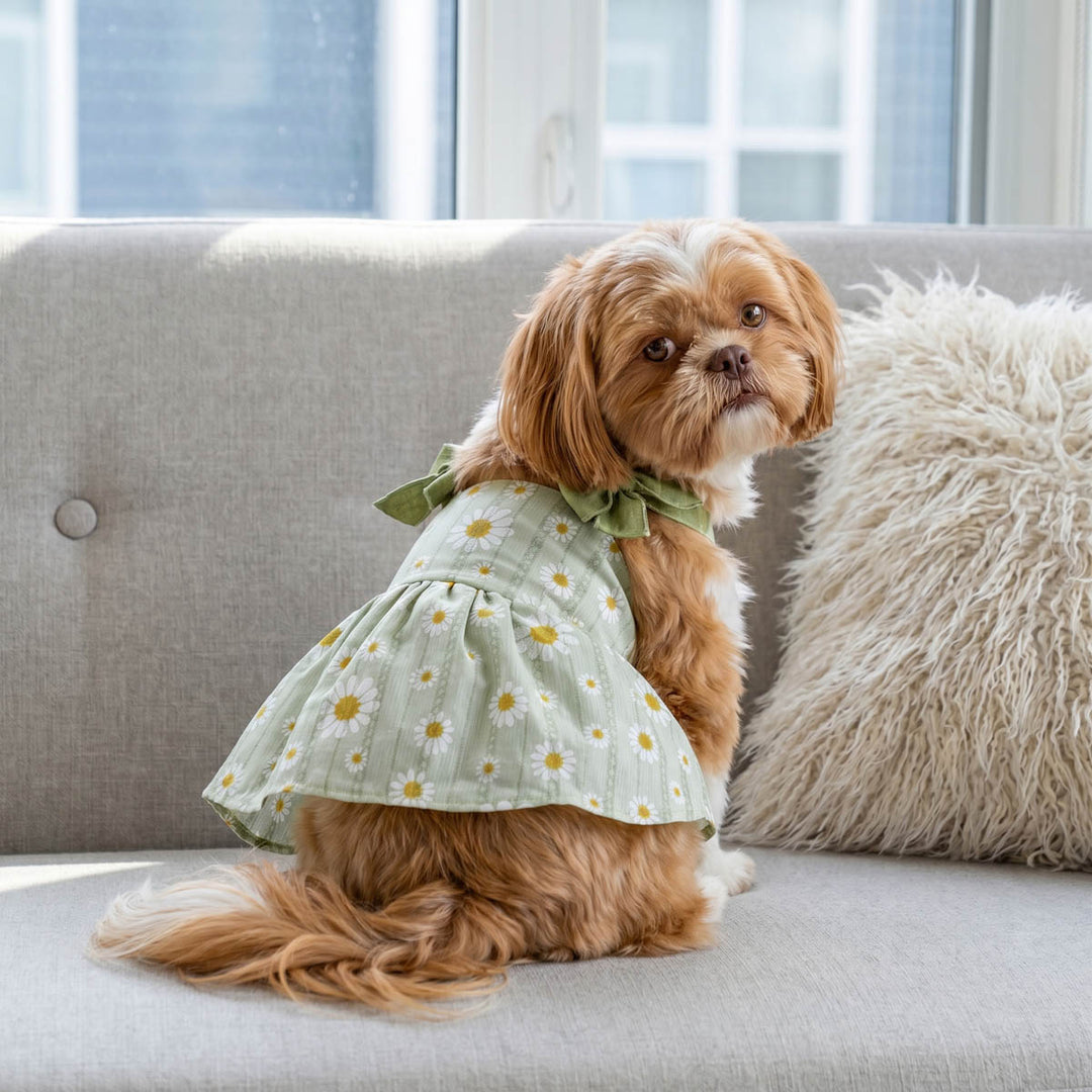 Small dog wearing a summer dog dress with daisy prints and sitting on the sofa