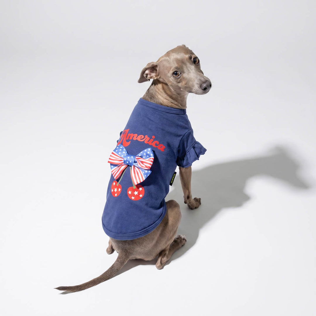 Italian Greyhound sitting in a white background with a dog patriotic shirt in American flag bow and cherry prints