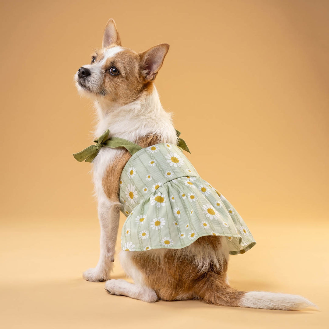 Small dog in a green daisy dress for dogs on a orange background