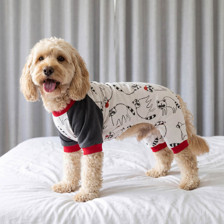 Small dog wearing a color block raccoon dog pjs on the bed