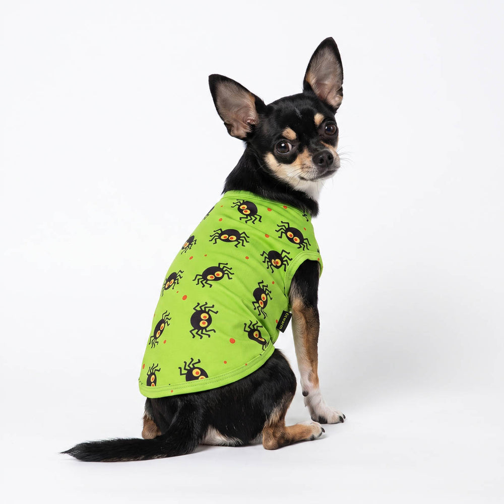 Small Chihuahua wearing a spooky green dog Halloween shirt with a repeating black spider pattern