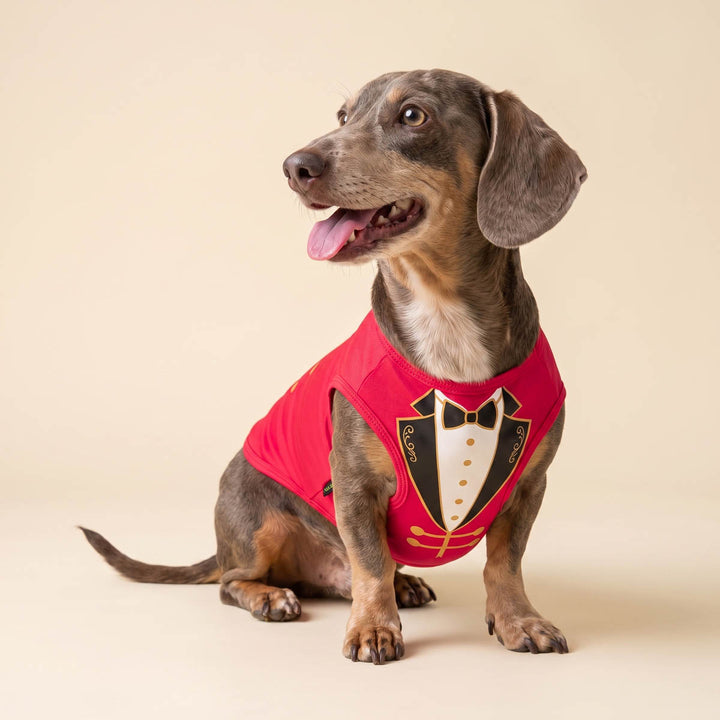 Dachshund wearing a funny dog Halloween shirt and sitting on a beige background