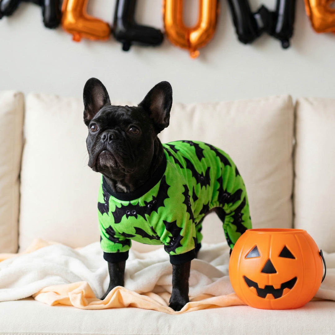 French Bulldog standing on the sofa with a green bat pajamas for dogs