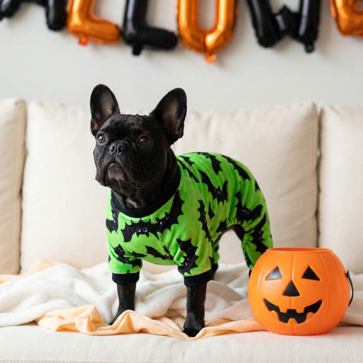 French Bulldog standing on the sofa with a green bat pajamas for dogs