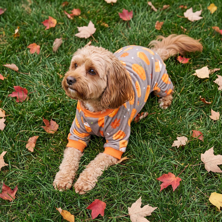 Small tan dog lying on green grass scattered with fallen autumn leaves, wearing a gray long-sleeve pajama for dogs with orange cuffs and a playful pumpkin and cake pattern
