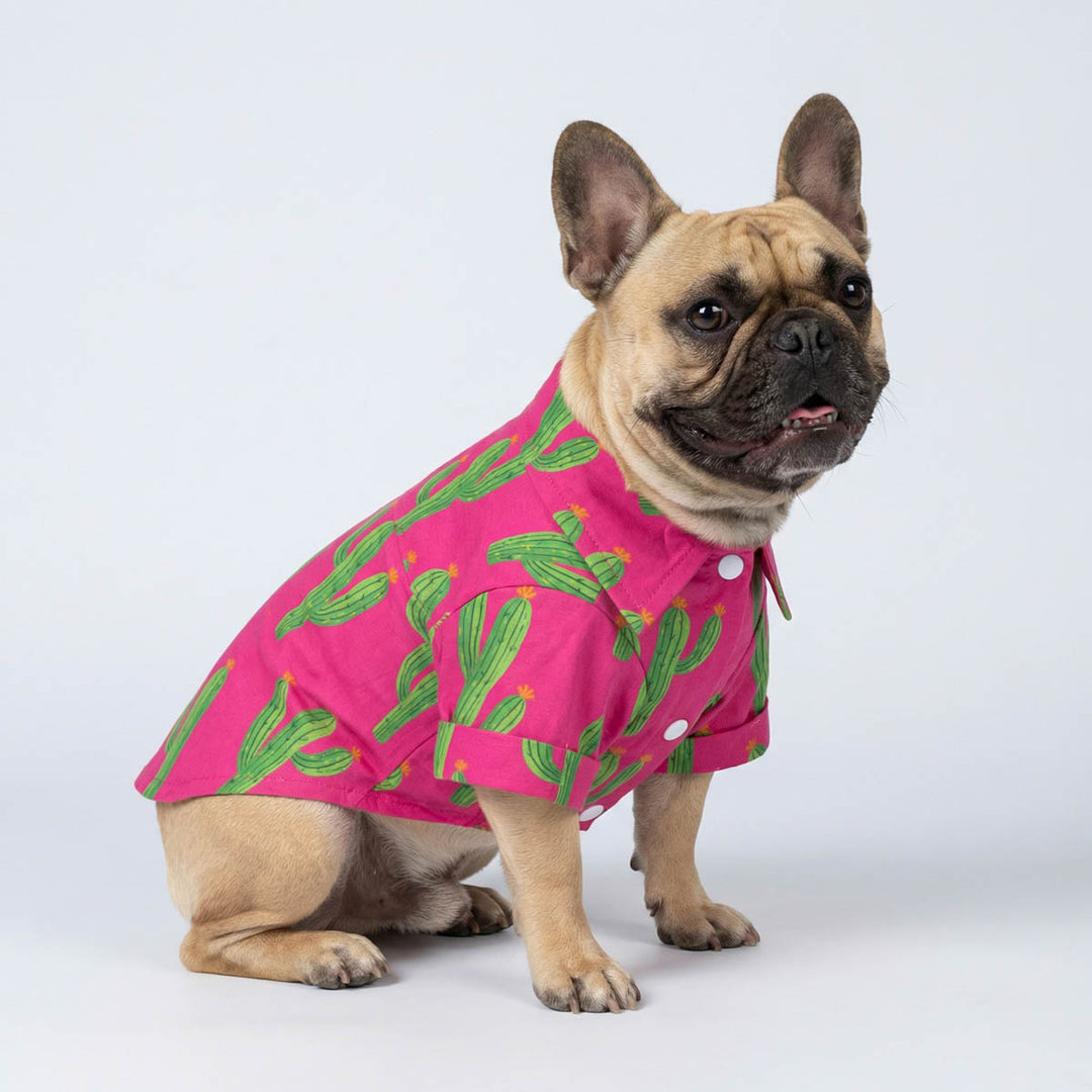 French Bulldog sitting with a stylish button up dog shirt
