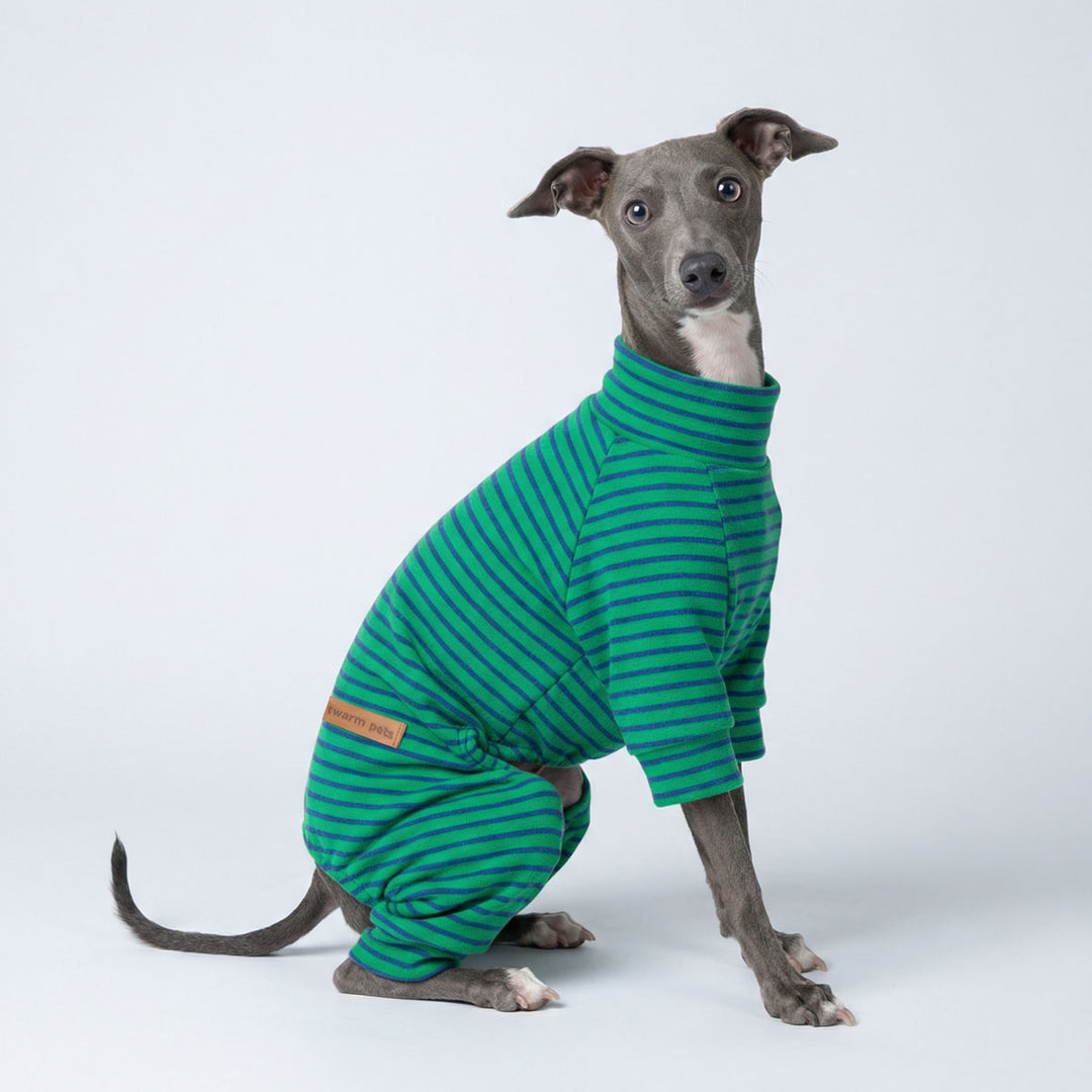 Greyhound wearing green and blue striped dog pajamas sitting on white background
