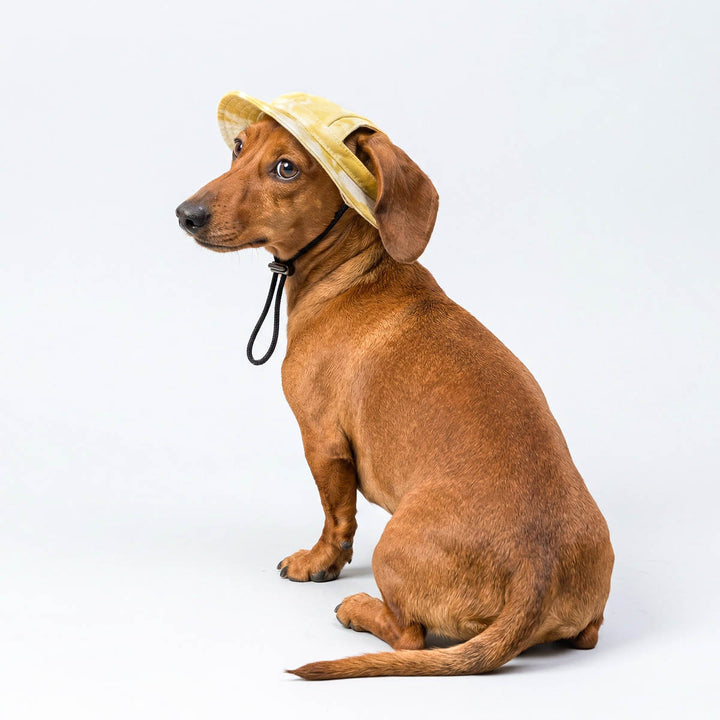 Dachshund wears a yellow dog hat and looks back 