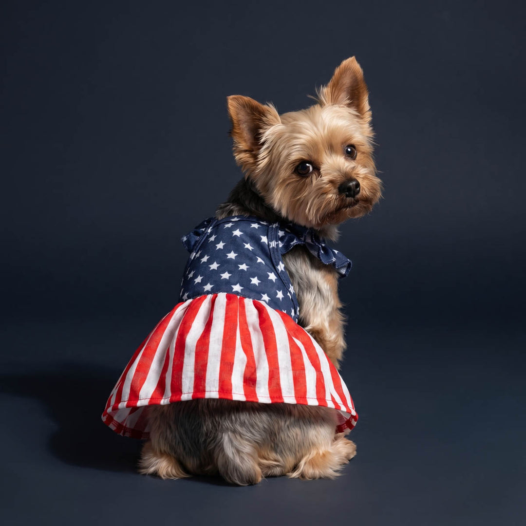 Yorkie sitting in a blue background with a 4th of July star dress for dogs
